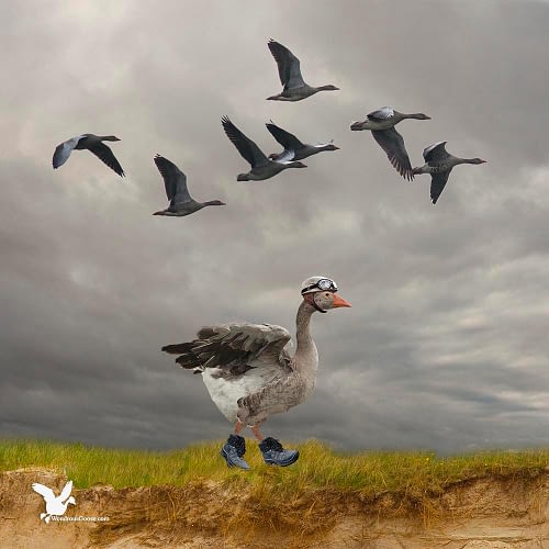 The walking goose-Limited Prints