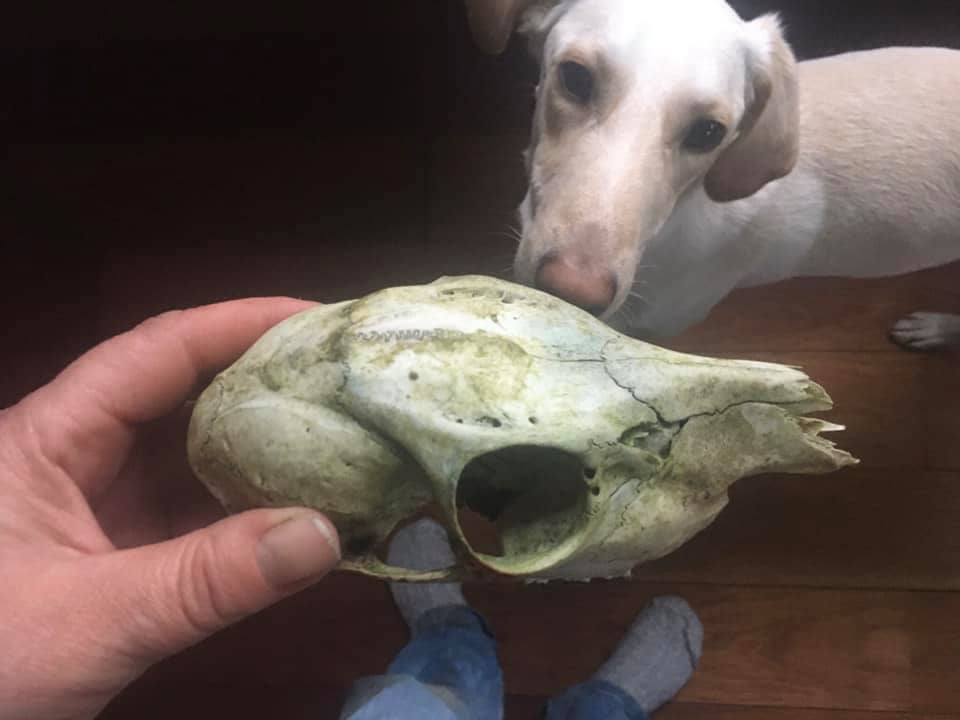 investigation of the skull
