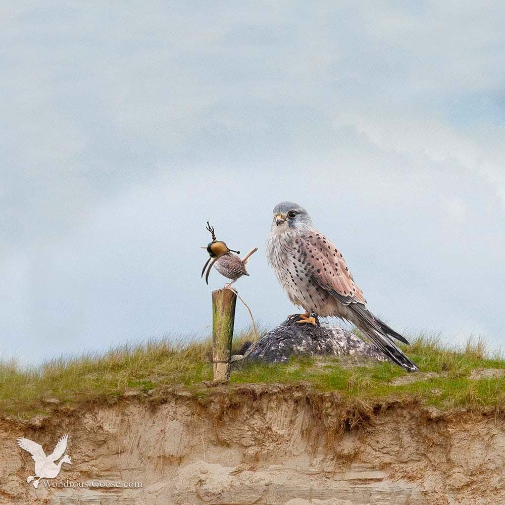 Falconry for starters-Limited Prints