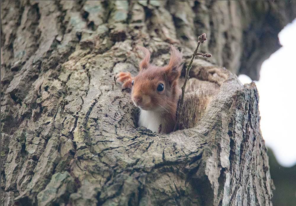 moeder eekhoorn bij nest
