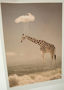 giraffe hahnemuhle